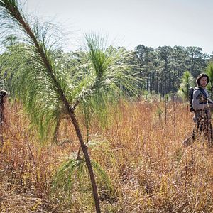 Foto 65: Ameaça Pré-Historica