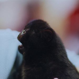 Foto Mascotes Extraordinários