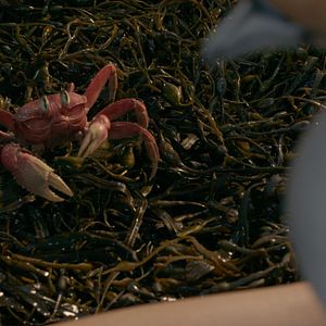 Foto A Pequena Sereia