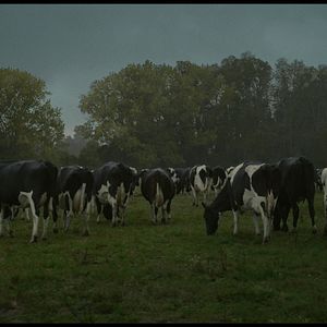 Foto A Vaca que Cantou uma Canção para o Futuro
