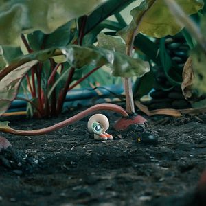 Foto Marcel, a Concha de Sapatos