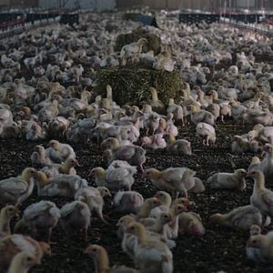 Foto Contaminação: A Verdade Sobre o que Comemos