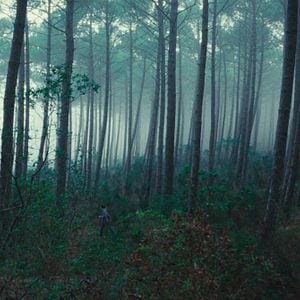 Foto Le Règne animal