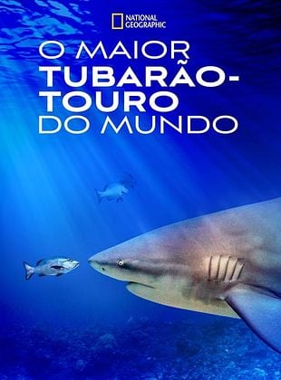 Pôster de O Maior Tubarão-Touro do Mundo