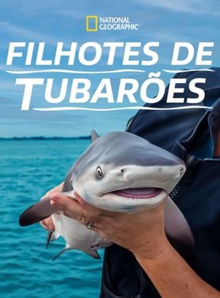 Filhotes de Tubarões