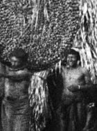 Pôster de Programa Lévi-Strauss