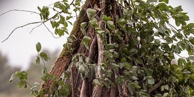 Pôster de Better to Marry Than Burn