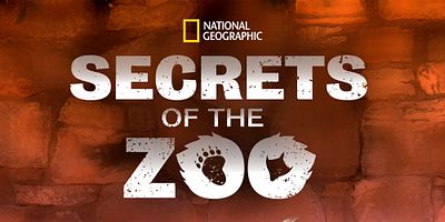 Pôster de A Cheetah's Greatest Race