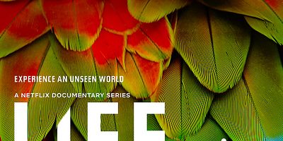 Pôster de Seeing In Color