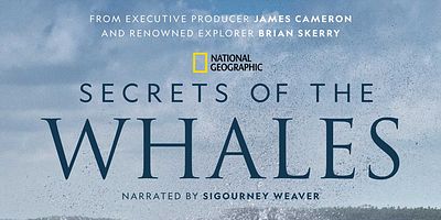 Pôster de Orca Dynasty