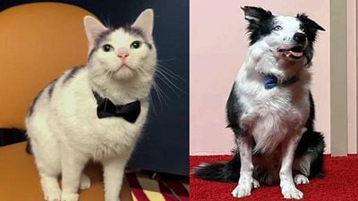 Imagem da notícia Gato de Um Lugar Silencioso: Dia Um tira o posto de Messi como o melhor ator animal? Frodo rouba a cena no spin-off da franquia de terror