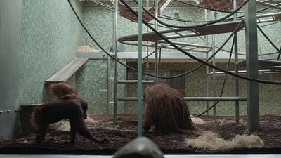 Imagem da notícia Com apenas 7 episódios, esta minissérie da Netflix deixou Tarantino apaixonado: "Uma das séries mais cinematográficas que eu já vi"