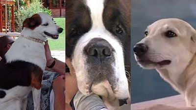 Imagem da notícia Cachorros no BBB: Relembre todos os doguinhos que já passaram pela casa mais vigiada do país e fizeram a festa