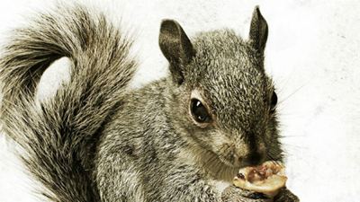 Esquilos assassinos atacam criancinhas no primeiro trailer de Squirrels