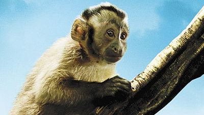 Imagem da notícia Concurso Cultural: Saiba quem ganhou ingressos e um macaco de pelúcia do filme Amazônia