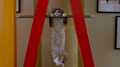 Imagem da notícia Kevin Spacey vacila como pai e é transformado em gatinho no trailer da comédia Nine Lives