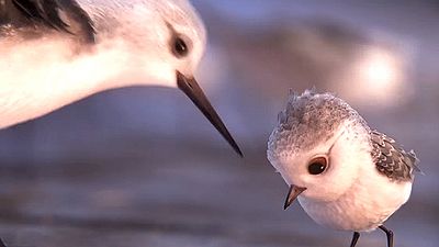 Imagem da notícia Veja o primeiro vídeo de Piper, curta-metragem da Pixar que acompanha Procurando Dory
