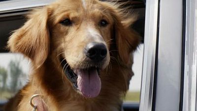 Imagem da notícia Quatro Vidas de um Cachorro: Organização diz que vídeo de maus-tratos a animal foi manipulado