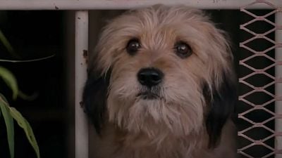 Imagem da notícia Benji: Trailer revela a data de estreia do reboot na Netflix