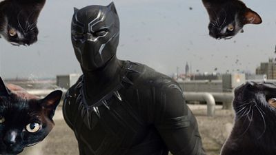 Imagem da notícia Sucesso de Pantera Negra aumenta o interesse na adoção de gatos pretos