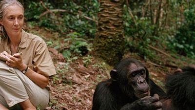 Premiado documentário sobre a primatóloga Jane Goodall estreia na TV brasileira