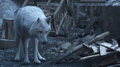 Imagem da notícia Game of Thrones: Diretor justifica a fria despedida entre Jon Snow e Fantasma