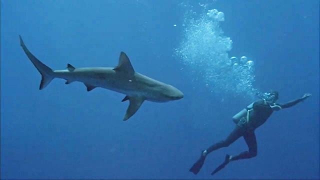 “A grande farsa do Tubarão”: 7 anos antes do filme de Spielberg, este outro chocou o público com uma grande mentira