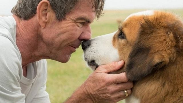 Imagem da notícia Sessão da Tarde hoje (13/01): Quatro Vidas de um Cachorro é um filme sobre companheirismo com 0% de chance de você não se emocionar!