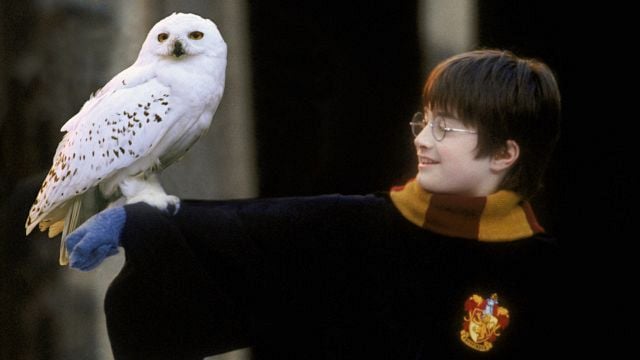 Imagem da notícia Edwiges parece o animal de estimação perfeito em Harry Potter, mas a realidade seria bem diferente