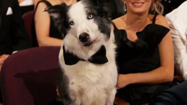 Após "boicote", foi assim que cão Messi de Anatomia de Uma Queda conseguiu participar da cerimônia do Oscar