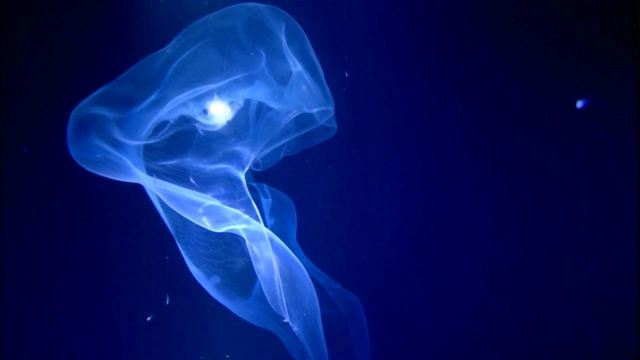 Depois de Avatar 2, você precisa assistir a esse filme subaquático desconhecido de James Cameron: Ele também está disponível no Disney+