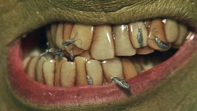 Imagem da notícia Uma sequência após mais de 25 anos: Jim Carrey retorna a um de seus papéis mais lendários