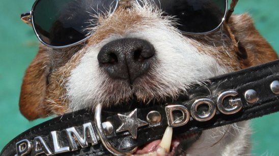 Imagem da notícia Festival de Cannes 2015: Quem será o grande vencedor do Palm Dog?