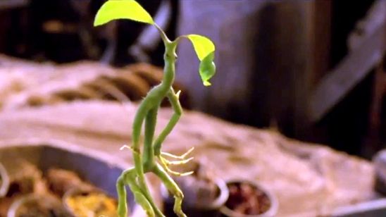 Imagem da notícia Animais Fantásticos e Onde Habitam: Trailer internacional traz cenas inéditas do filme