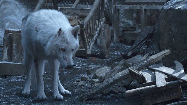 Imagem da notícia Game of Thrones: Diretor justifica a fria despedida entre Jon Snow e Fantasma