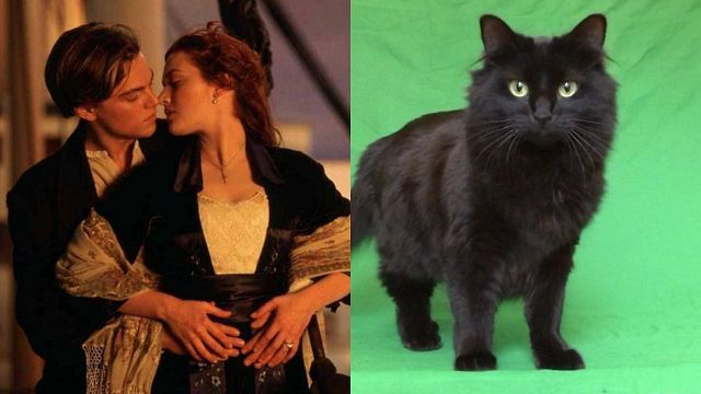 Imagem da notícia Leonardo DiCaprio se apaixona por um gato em nova versão de Titanic
