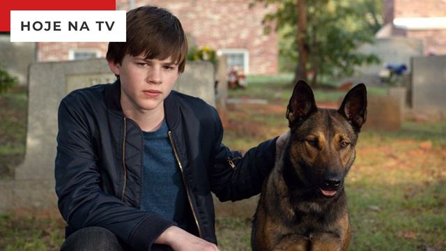 Max - O Cão Herói na Sessão da Tarde (11/10): Filme presta homenagem aos cães mortos em guerra