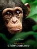 Pôster de Chimpanzés