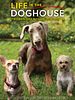 Pôster de A Casa é dos Cachorros