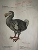 Pôster de Dodo