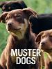 Pôster de Muster Dogs