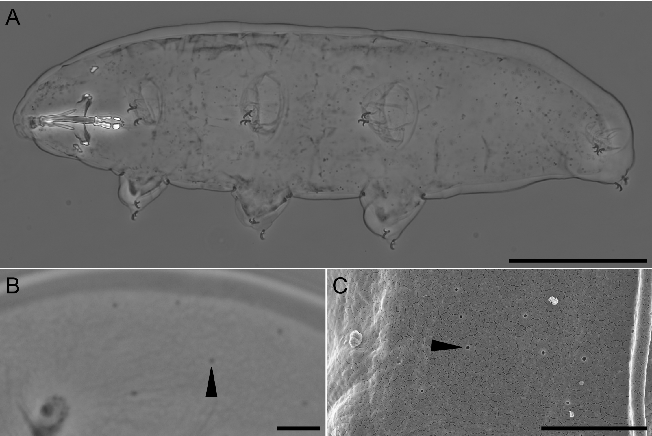 Amostra microscópica do novo tardígrado.