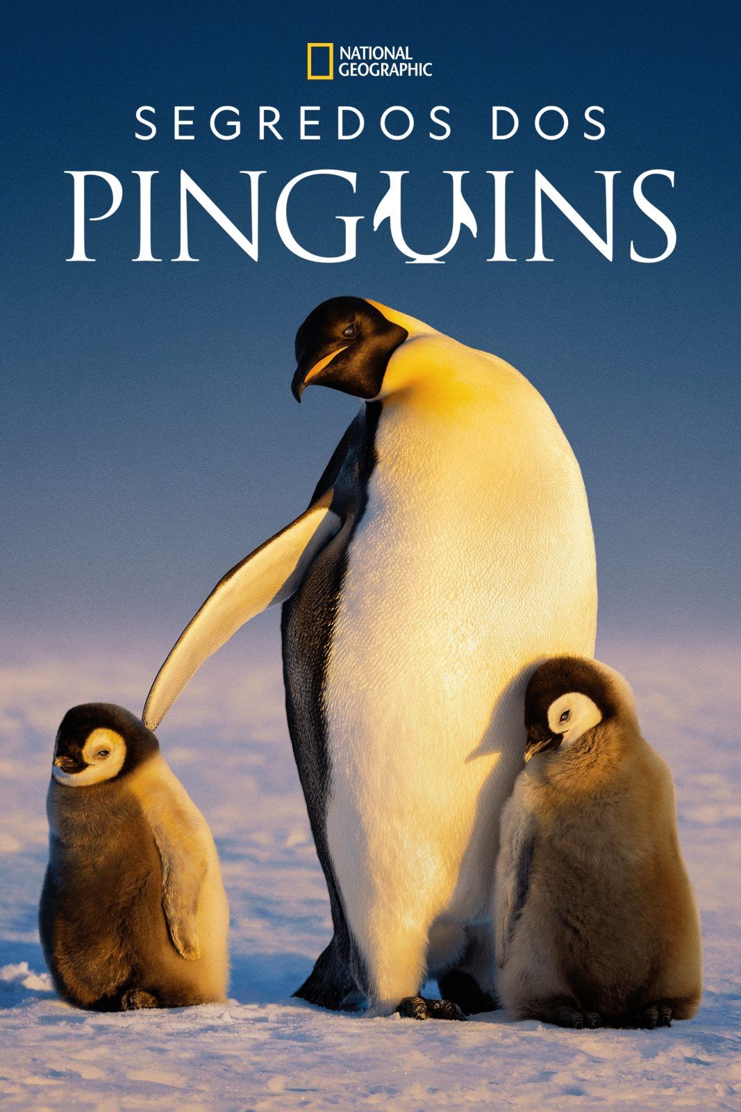 fotos-e-posters-de-segredos-dos-pinguins-1-temporada-adorocinema