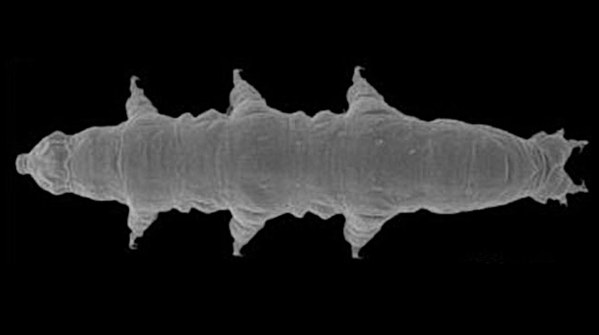 Amostra microscópica do novo tardígrado.