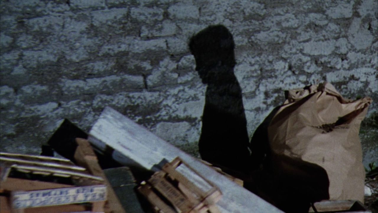 Após estrelar um filme aos 12 anos, ele abandonou a carreira de ator para se tornar veterinário – mas ainda ganha 10 dólares a cada trimestre pelo papel