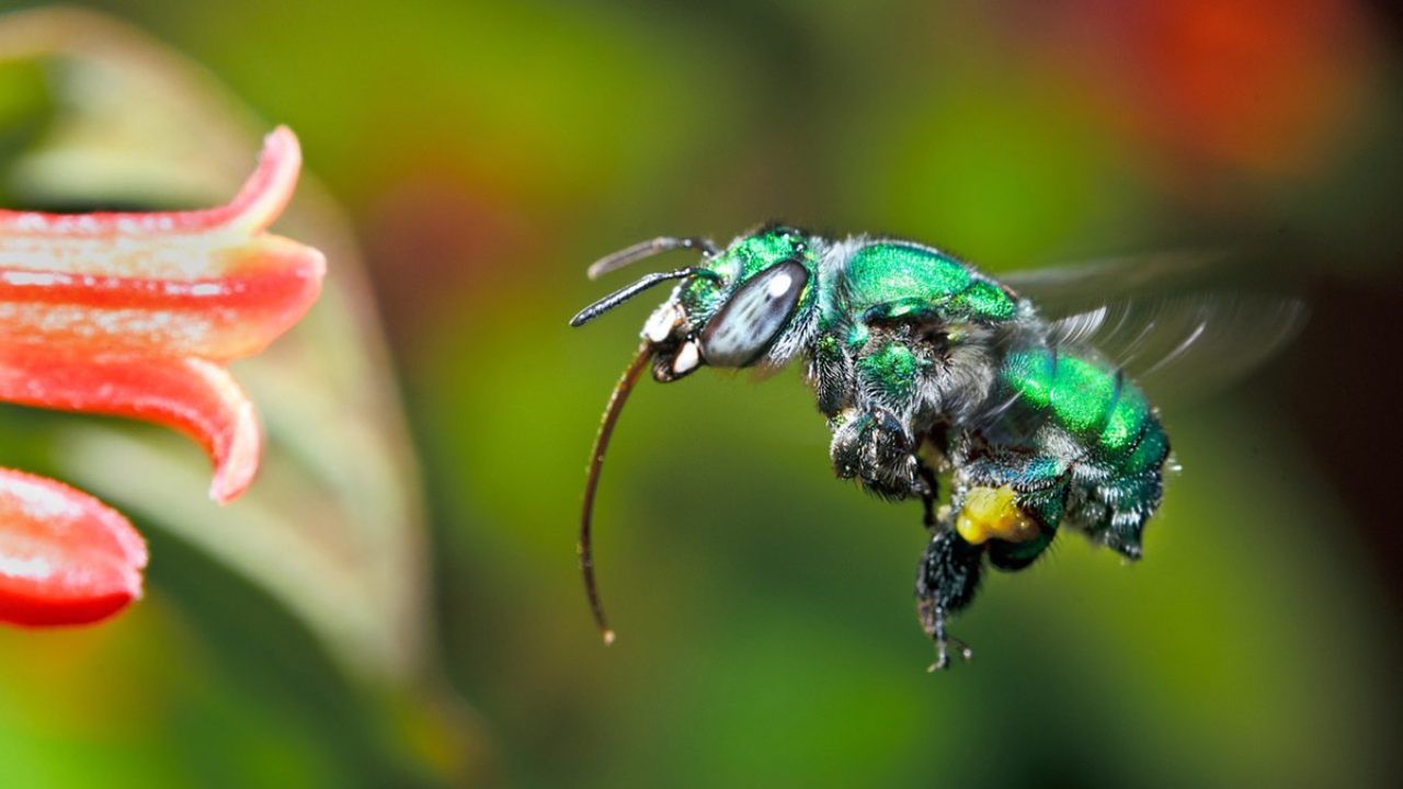 Euglossa bazinga