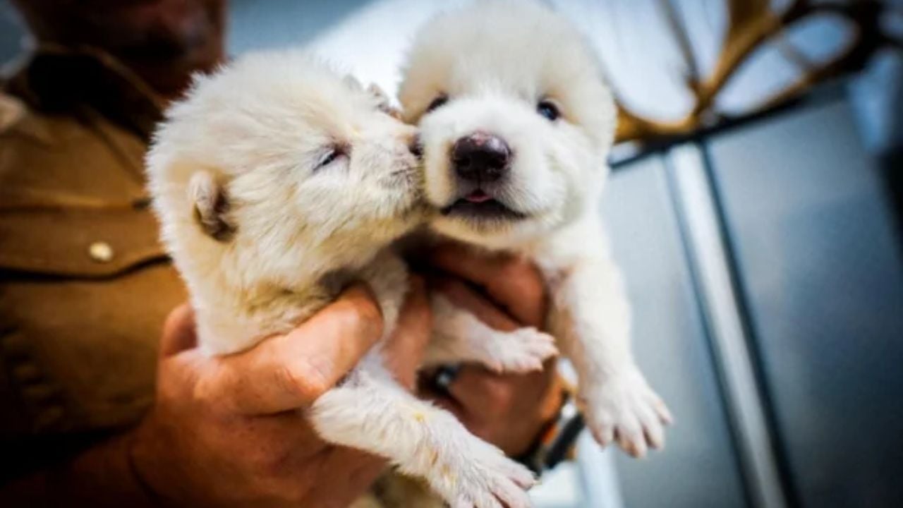Romulus e Remus, filhotes de lobo-terrível.