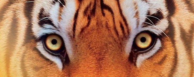 As Aventuras de Pi tem cena inédita e exclusiva revelada
