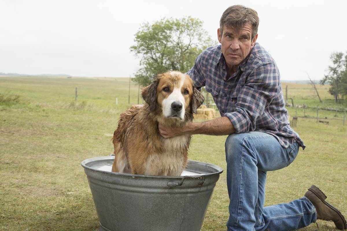 Filme Quatro Vidas de um Cachorro Online Dublado Ano de 2017 Filmes Online Dublado