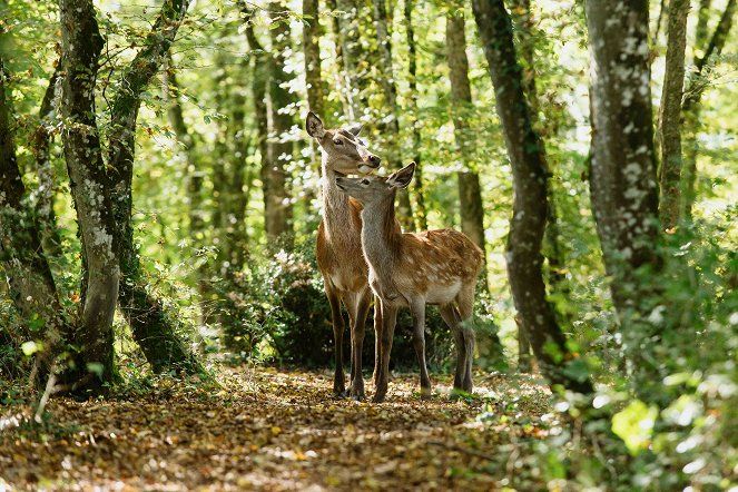 Bambi: Uma Aventura na Floresta : Fotos